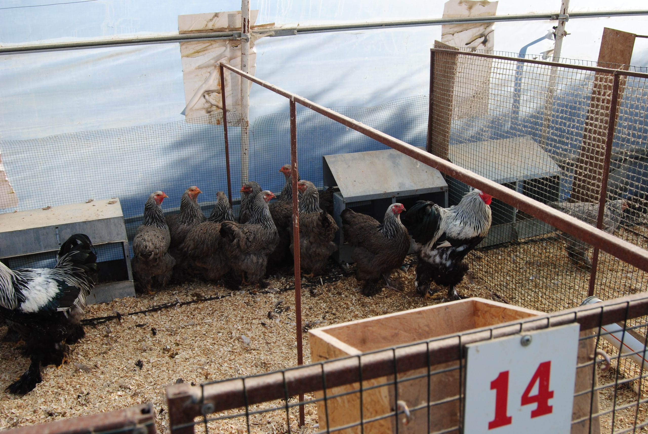 Dark Brahma Kuluçkalık Yumurta