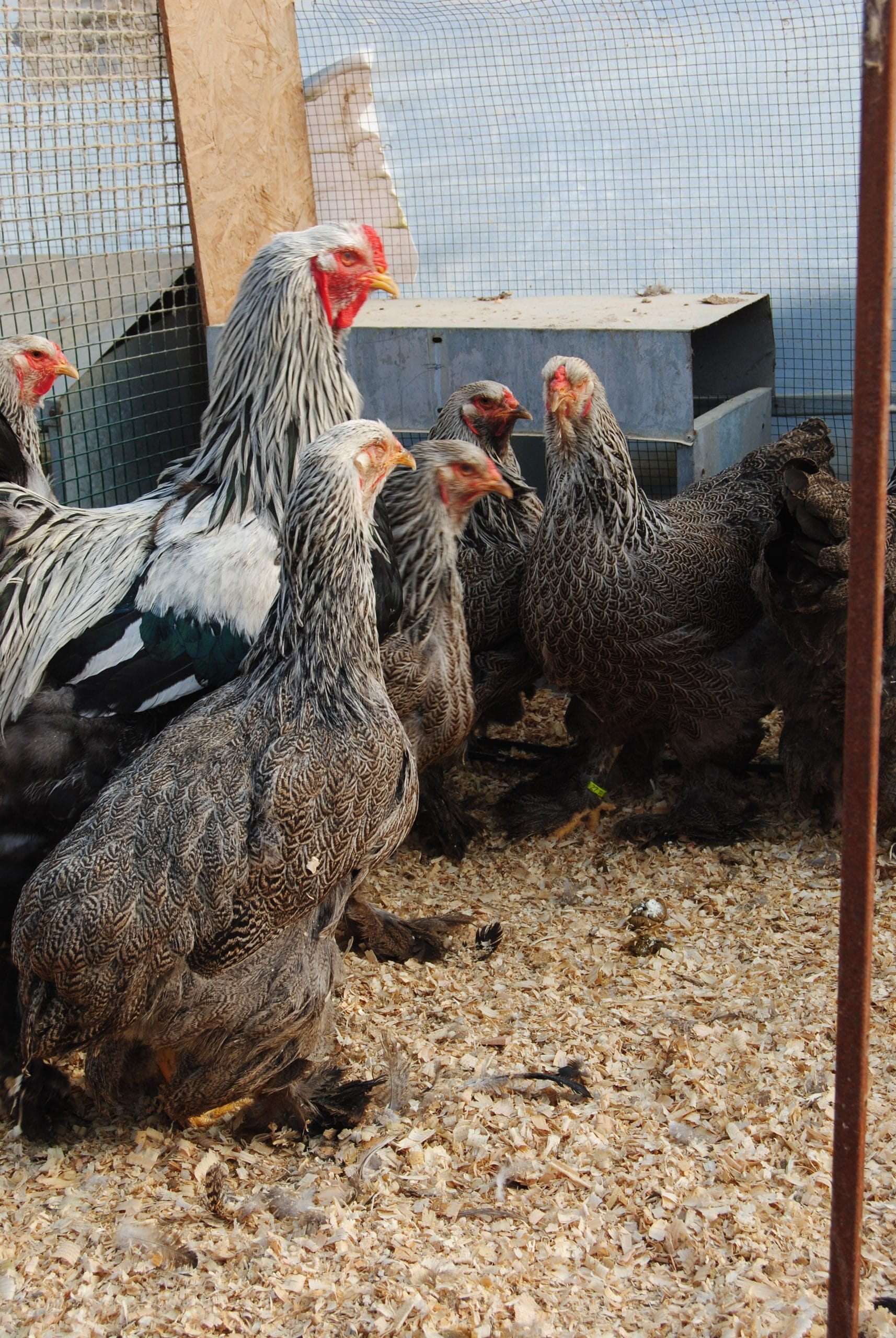 Dark Brahma Kuluçkalık Yumurta