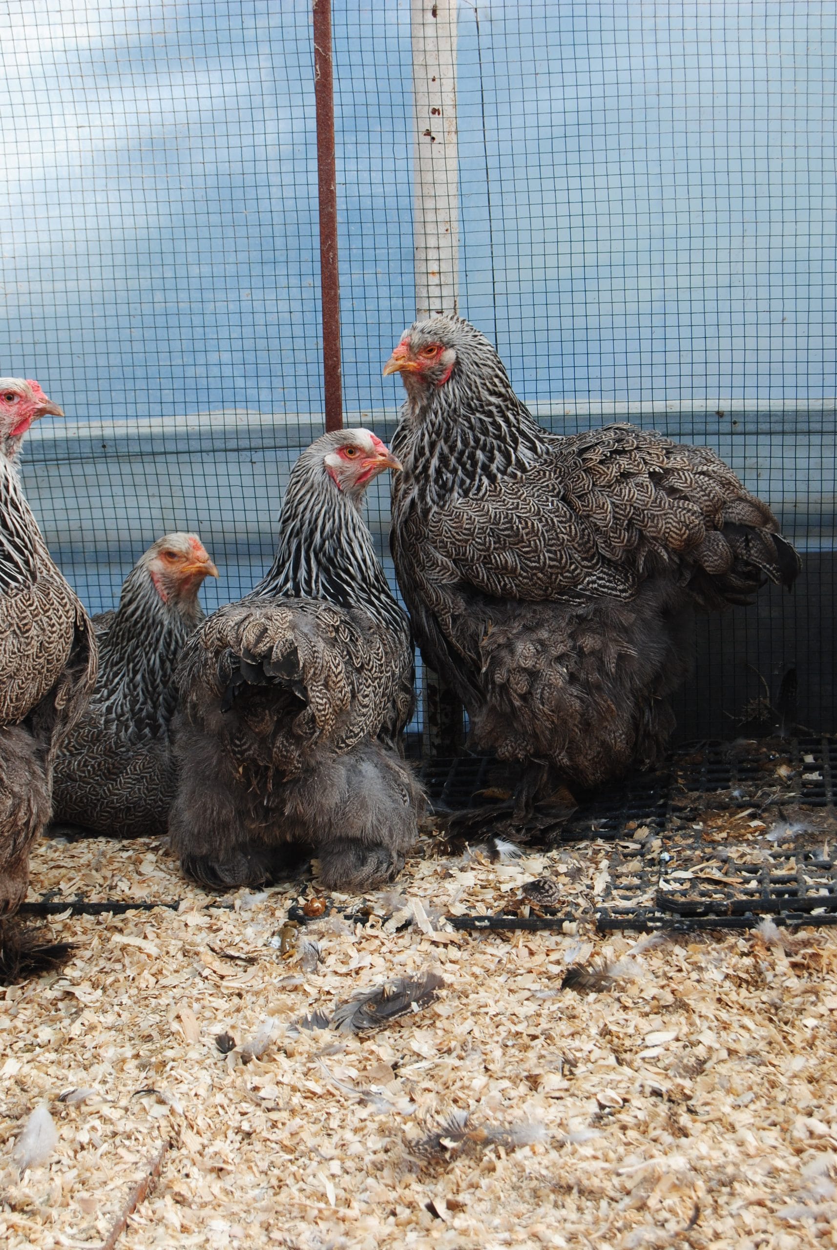 Dark Brahma Kuluçkalık Yumurta