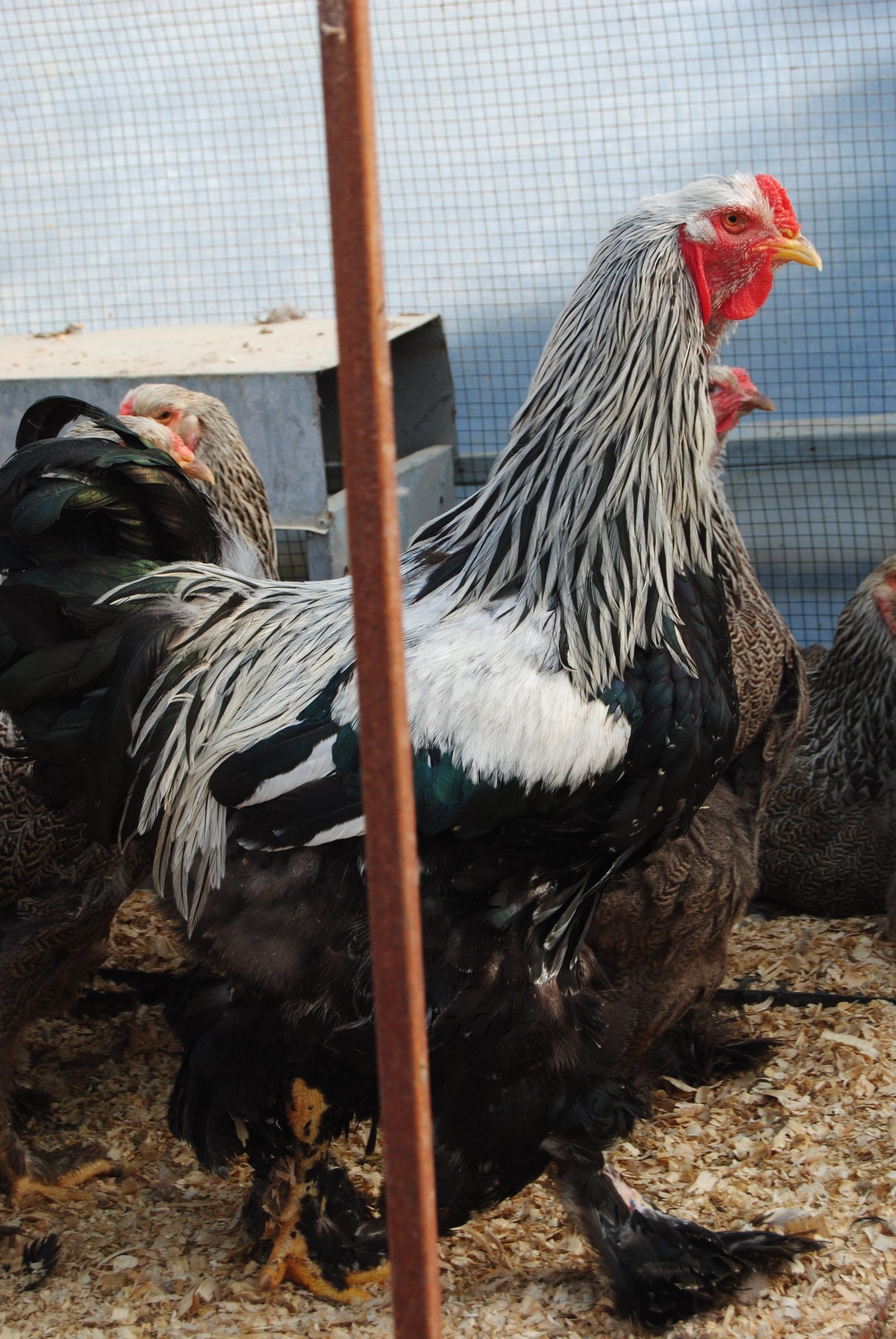 Dark Brahma Kuluçkalık Yumurta - Görsel 5