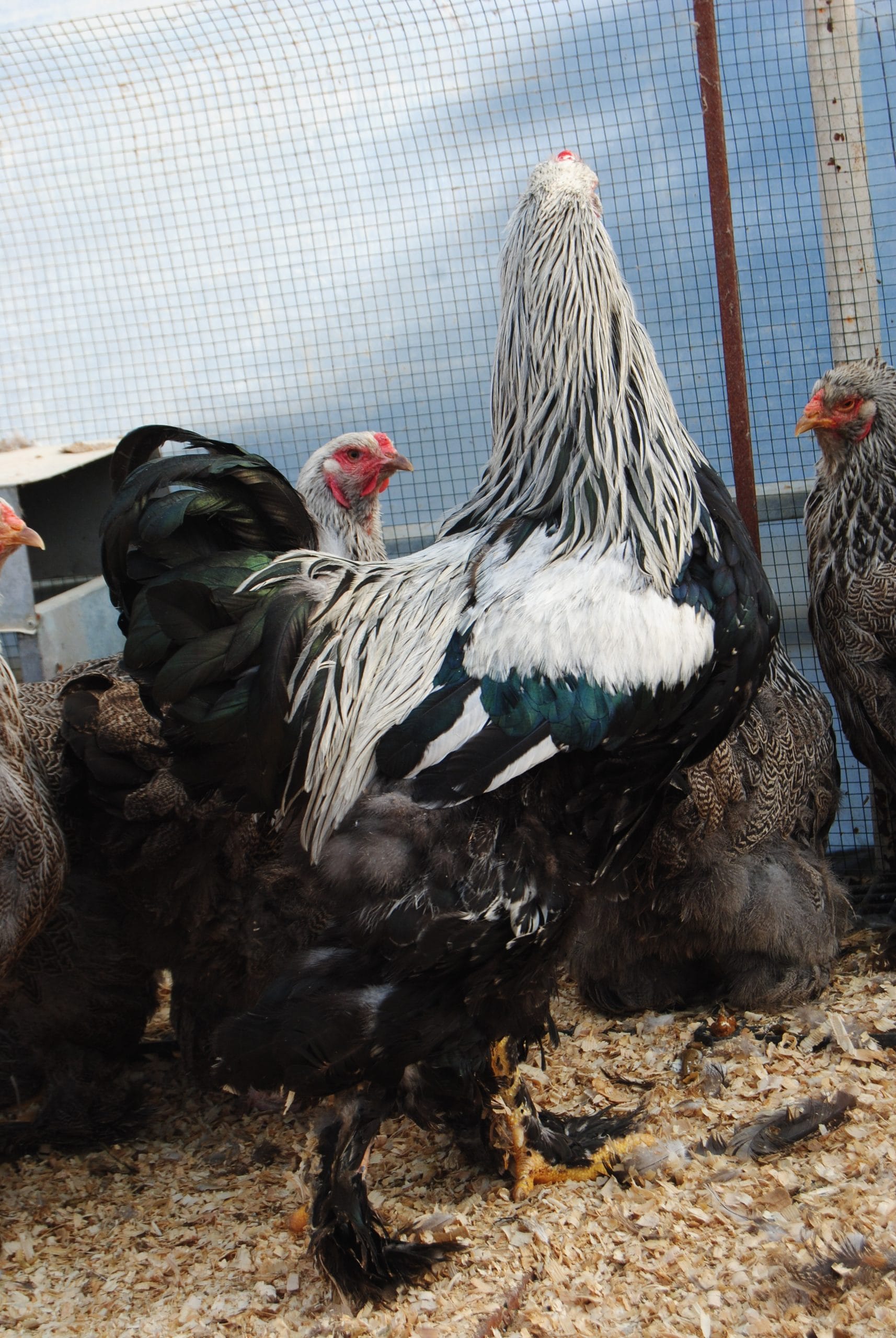 Dark Brahma Kuluçkalık Yumurta