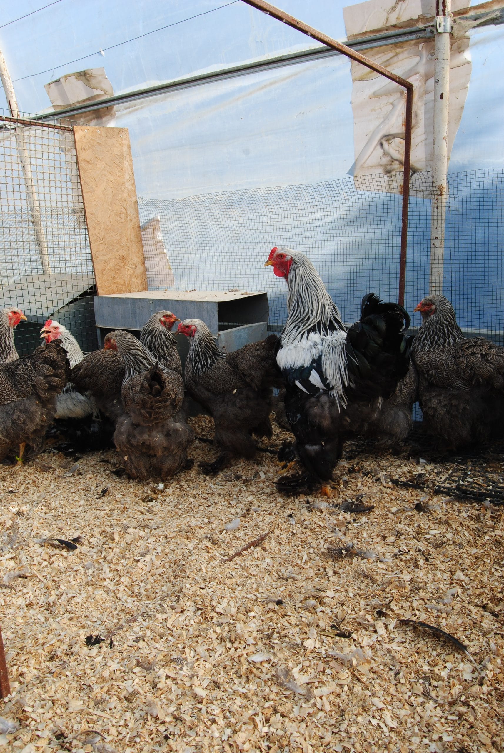 Dark Brahma Kuluçkalık Yumurta