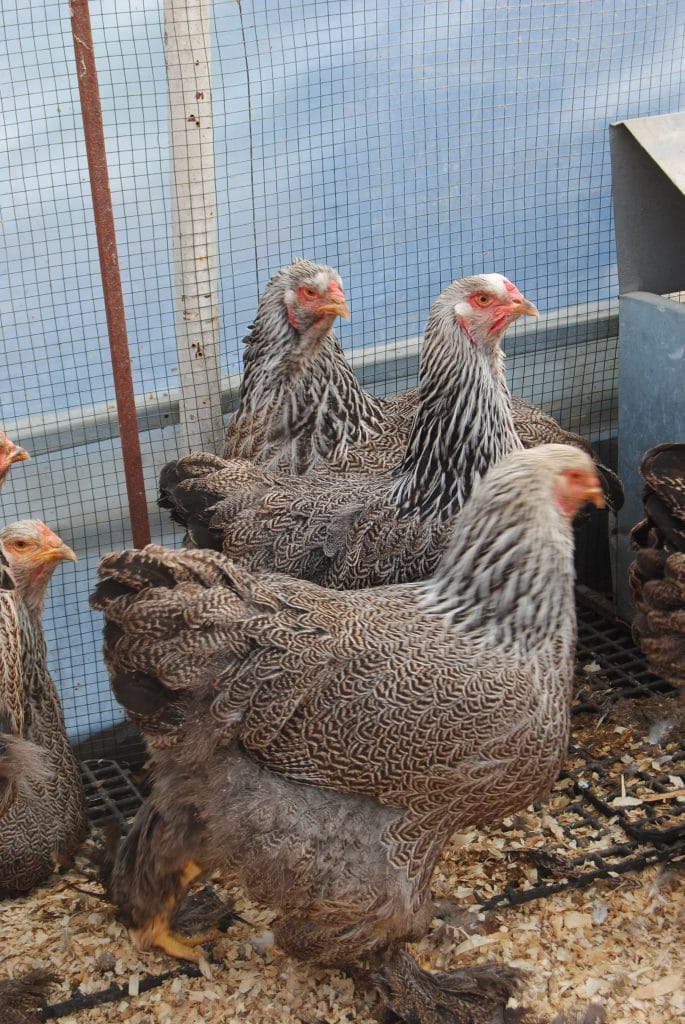 Dark Brahma Kuluçkalık Yumurta