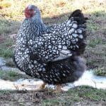 Silver Wyandotte Kuluçkalık Yumurta