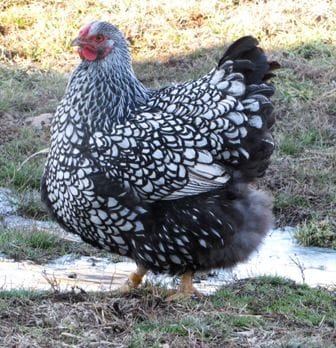 Silver Wyandotte Kuluçkalık Yumurta