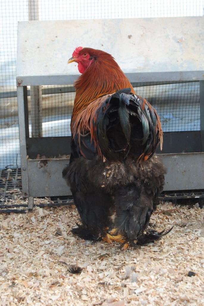 Gold Brahma Kuluçkalık Yumurta