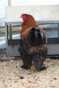 Gold Brahma Kuluçkalık Yumurta