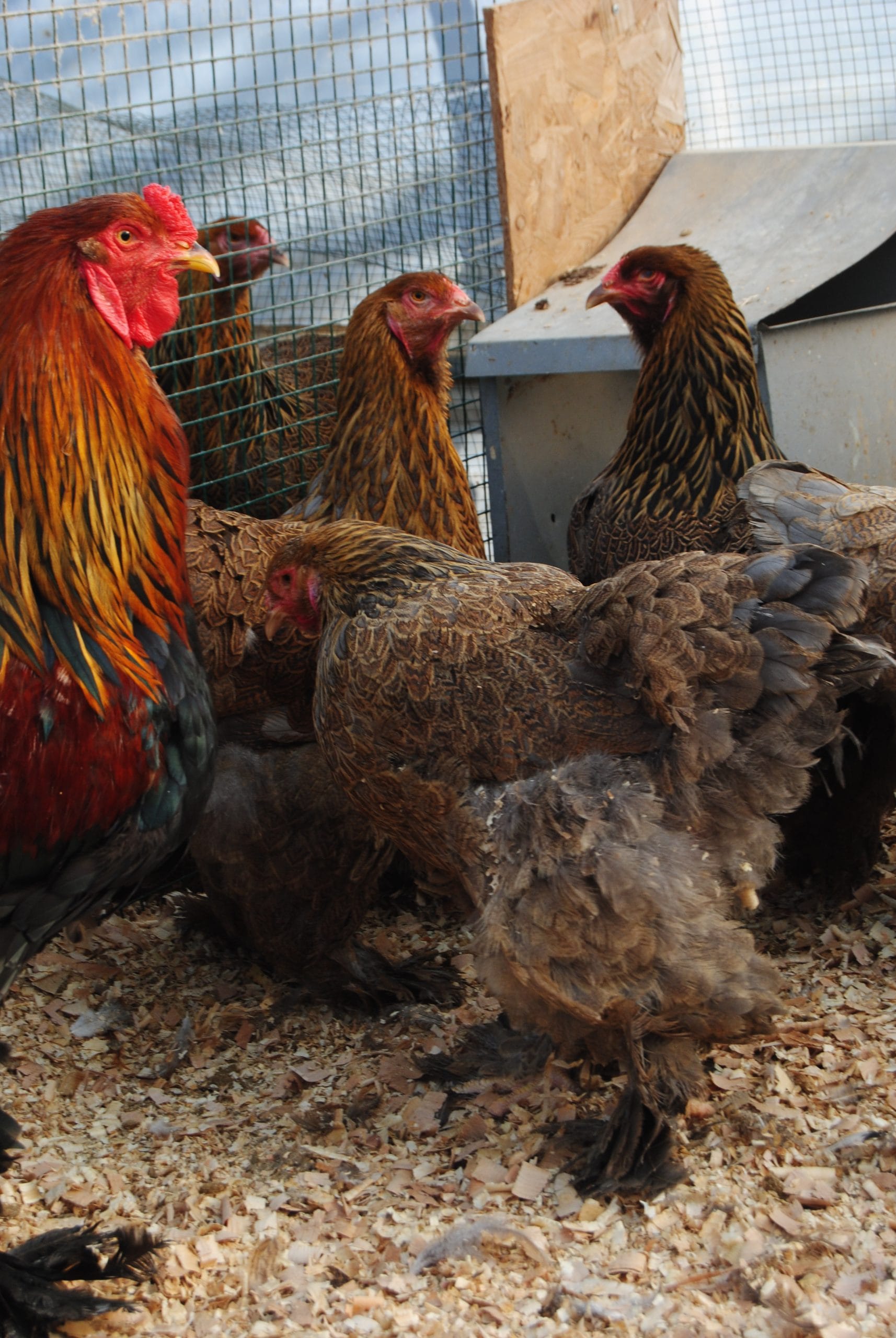 Gold Brahma Kuluçkalık Yumurta