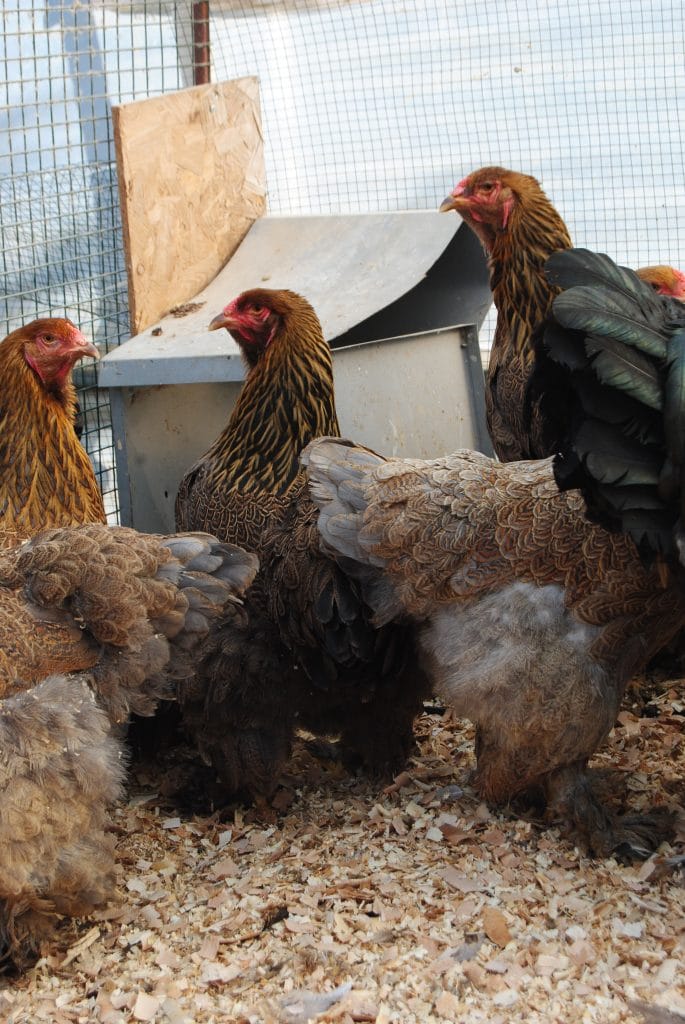 Gold Brahma Kuluçkalık Yumurta