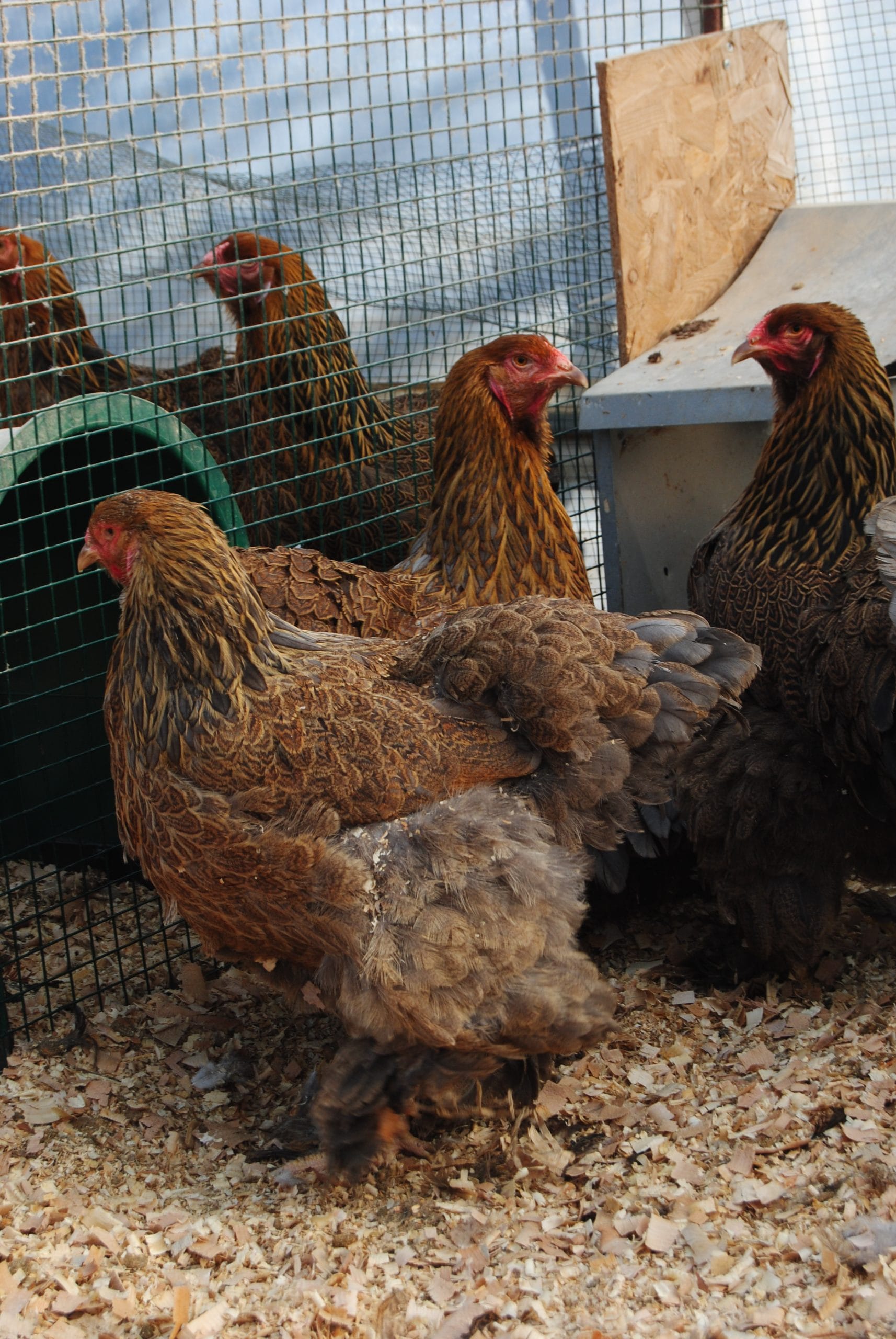 Gold Brahma Kuluçkalık Yumurta