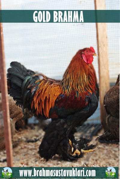 Gold Brahma Kuluçkalık Yumurta