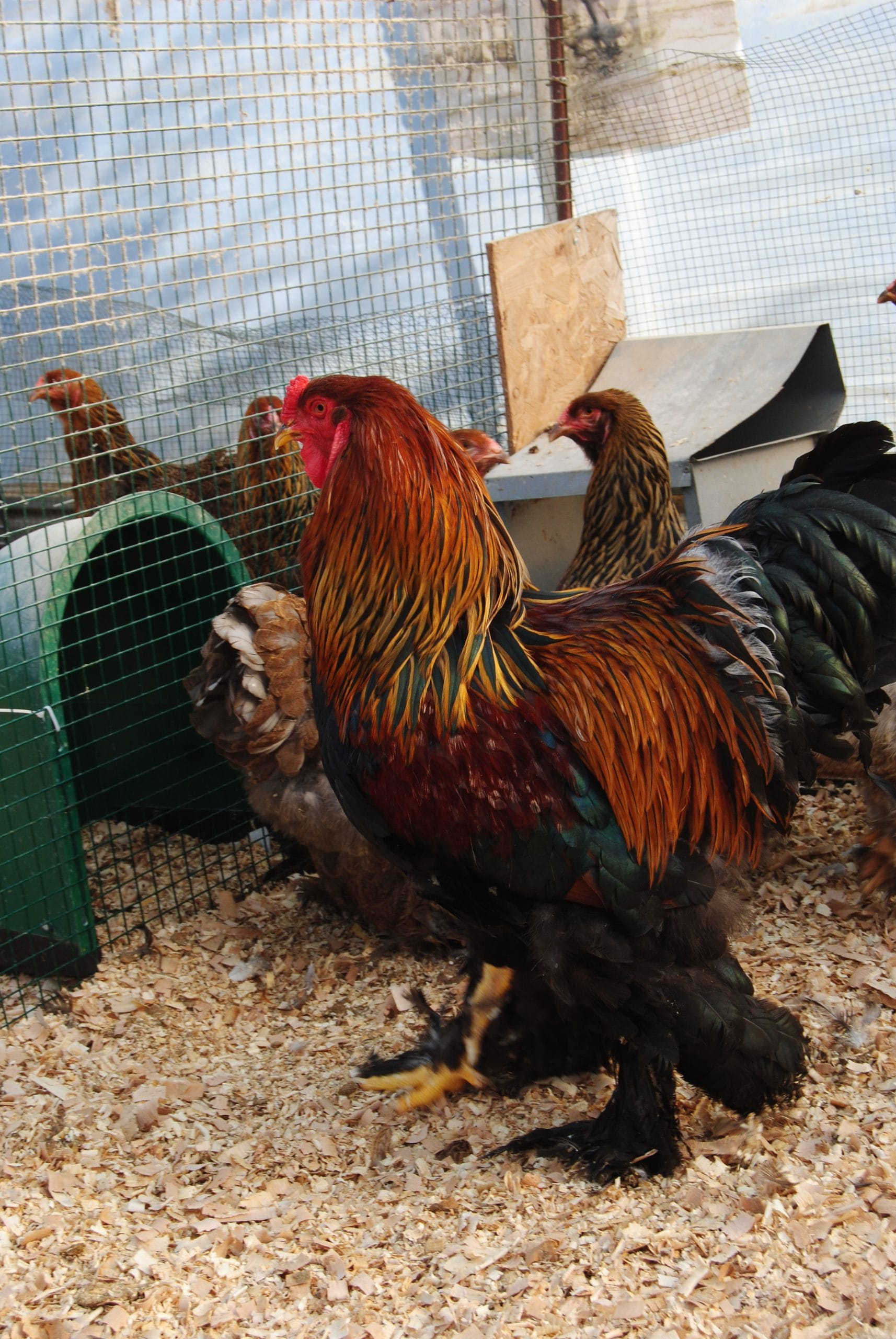 Gold Brahma Kuluçkalık Yumurta