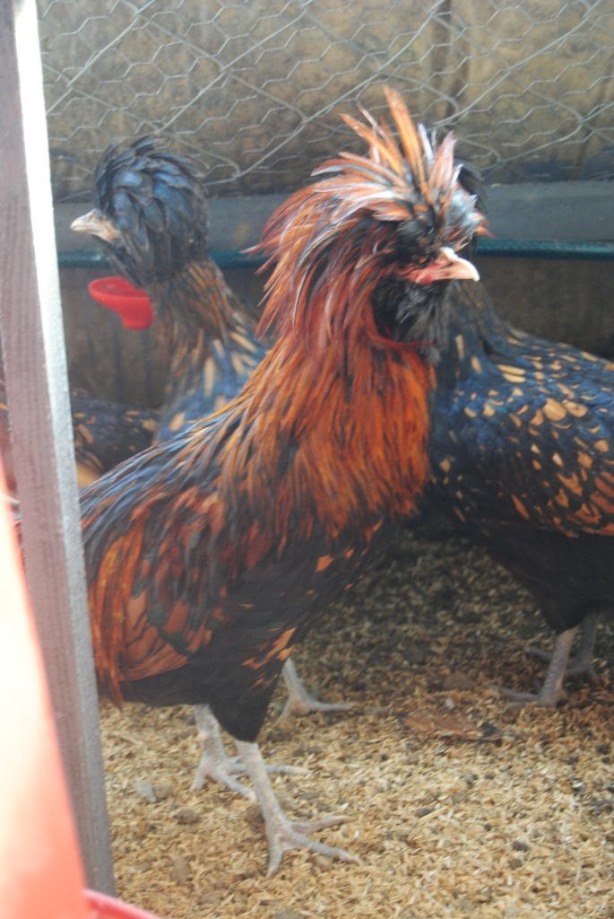 Gold Fizan Kuluçkalık Yumurta