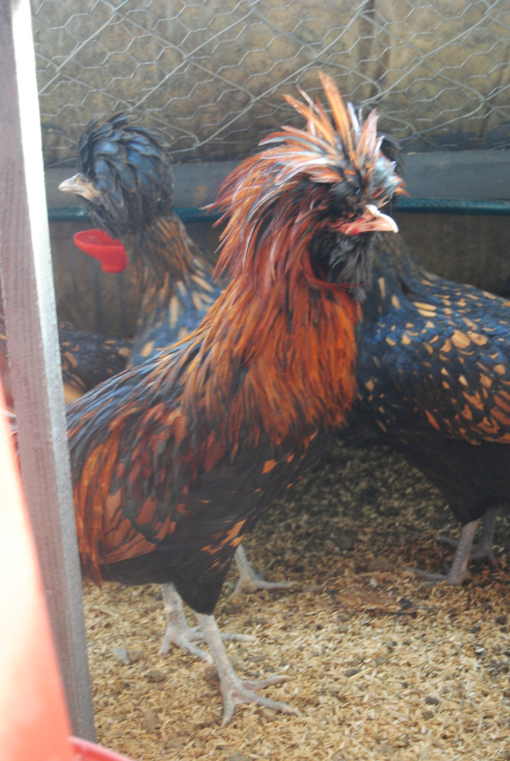 Gold Fizan Kuluçkalık Yumurta