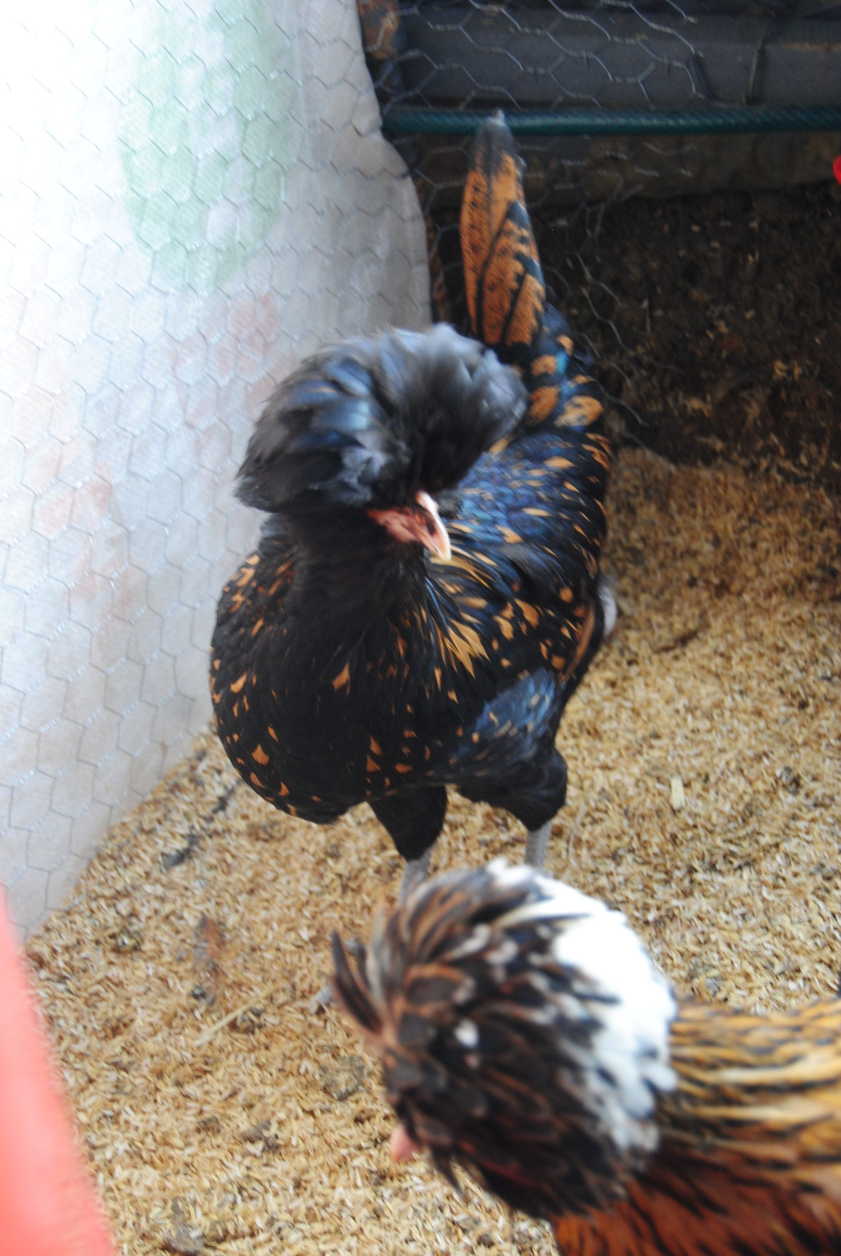 Gold Fizan Kuluçkalık Yumurta