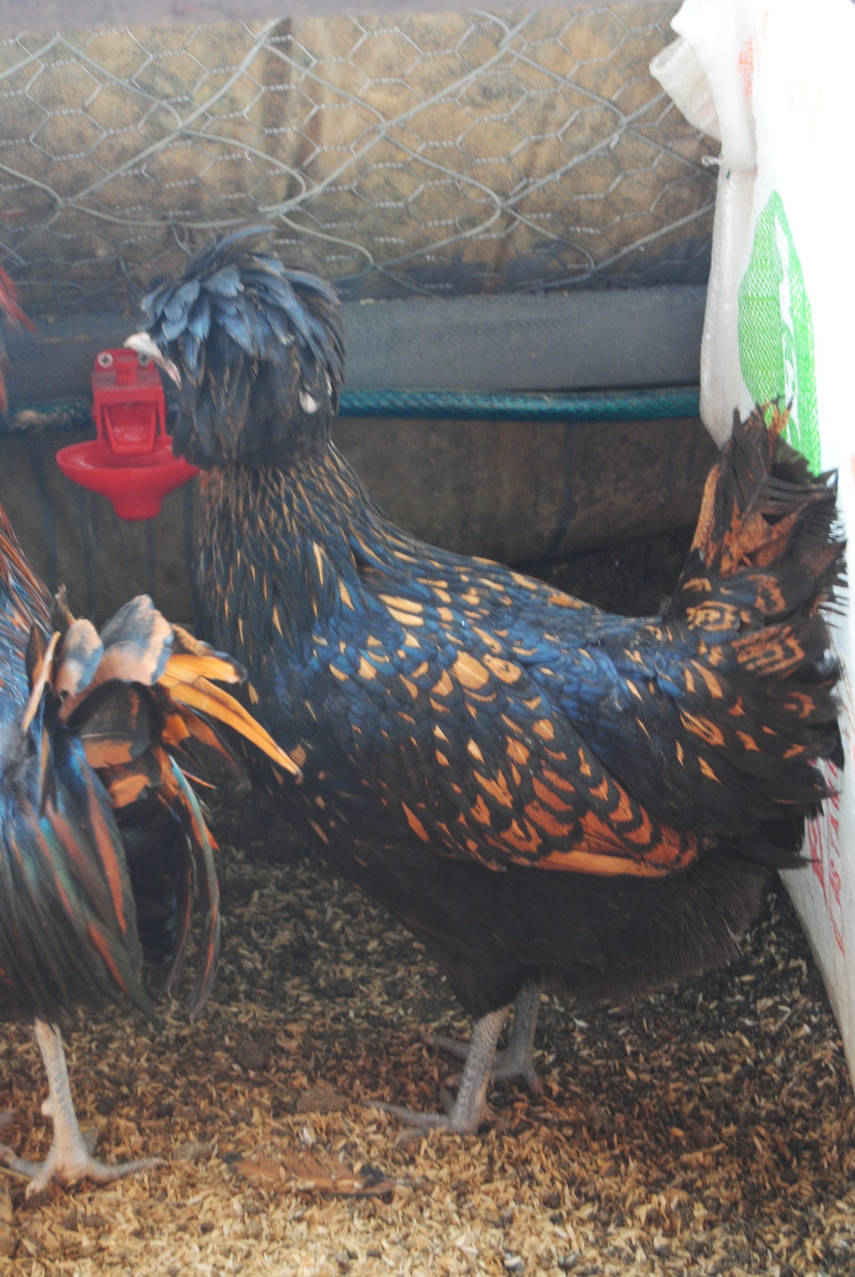 Gold Fizan Kuluçkalık Yumurta