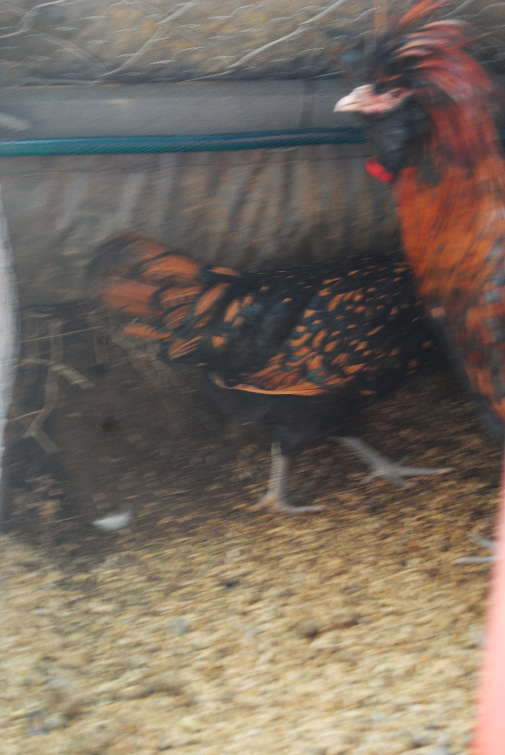 Gold Fizan Kuluçkalık Yumurta