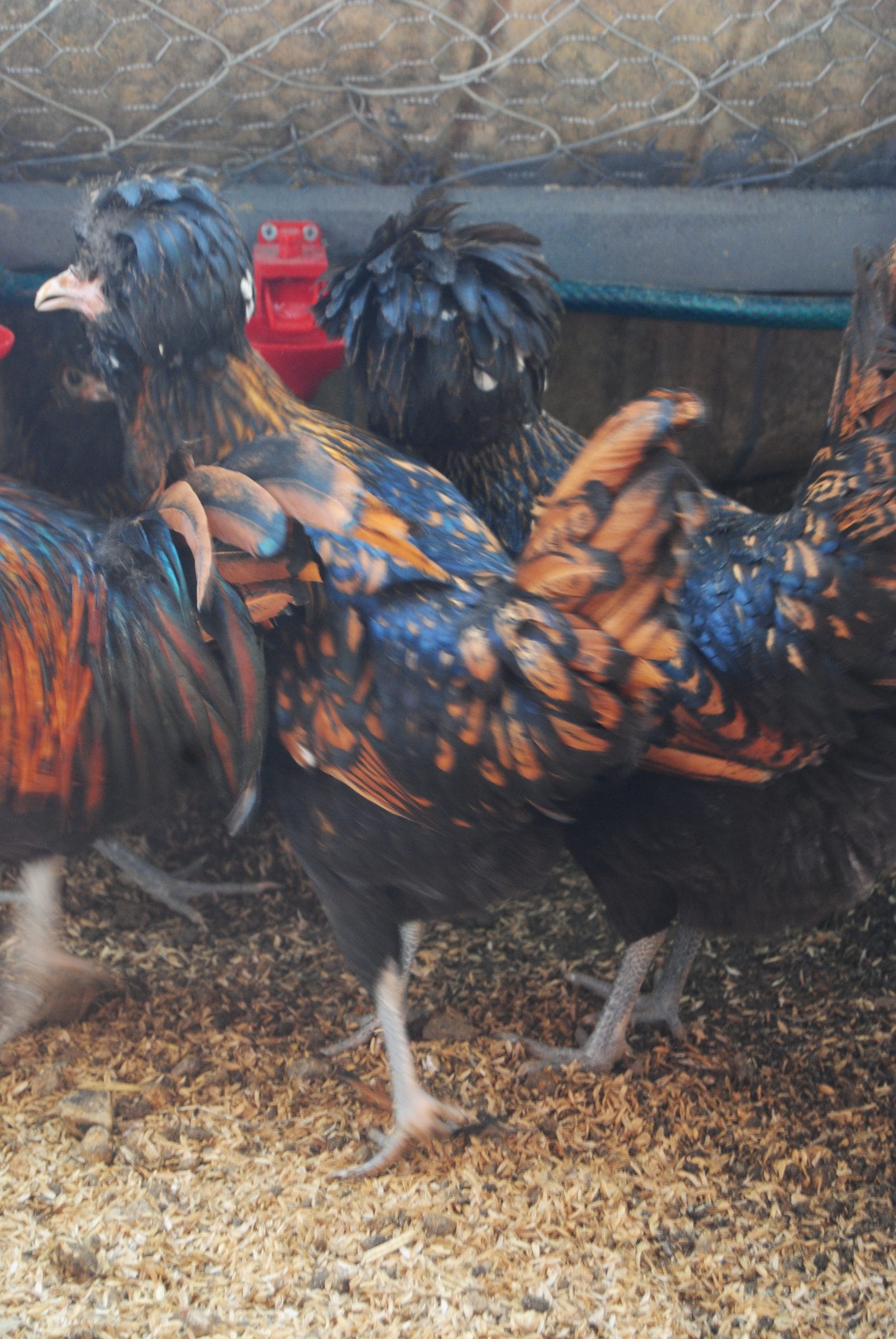 Gold Fizan Kuluçkalık Yumurta