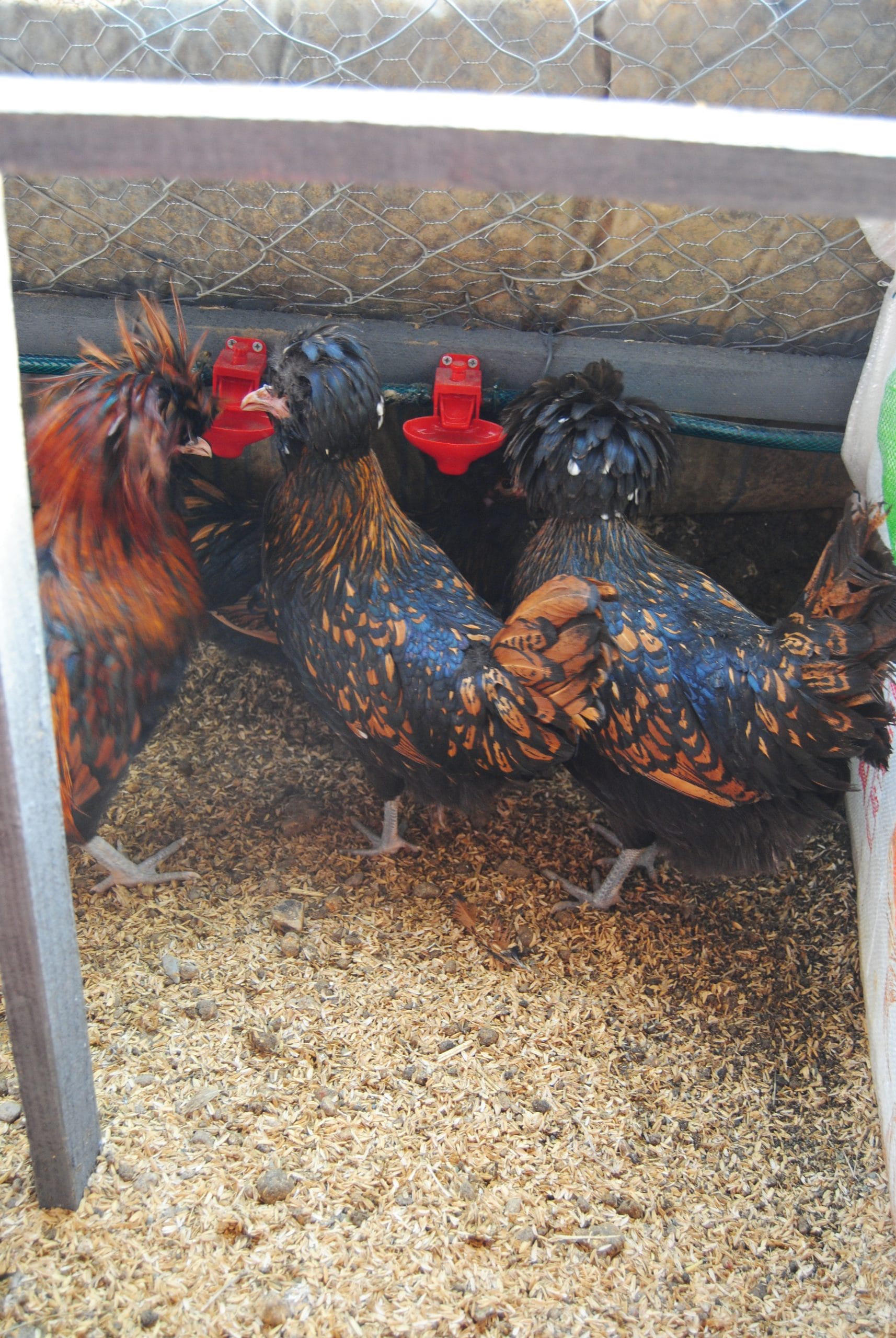 Gold Fizan Kuluçkalık Yumurta