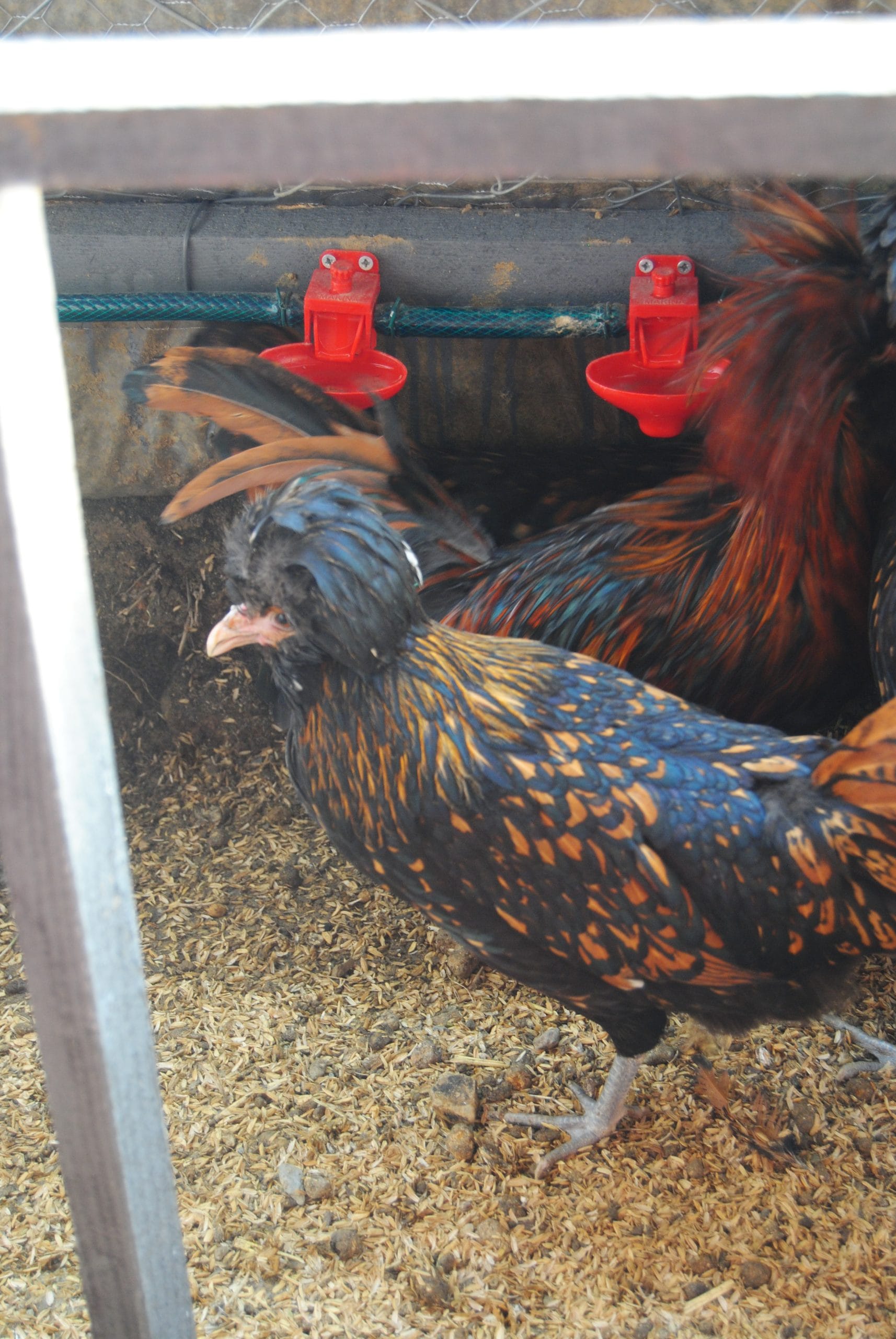 Gold Fizan Kuluçkalık Yumurta