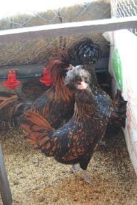 Gold Fizan Kuluçkalık Yumurta