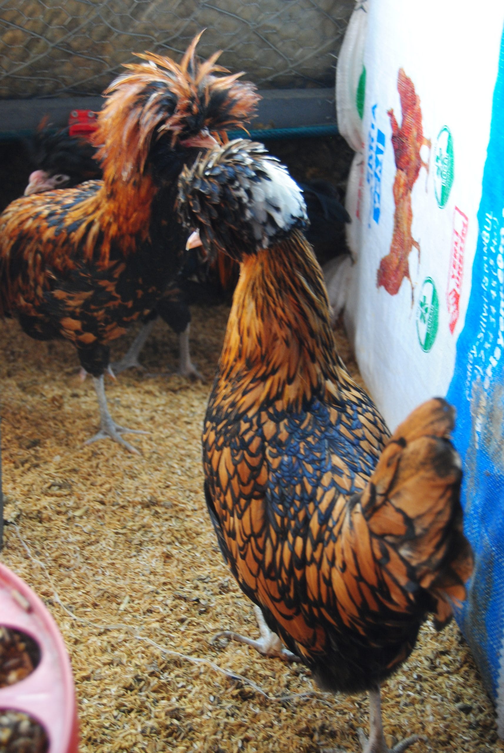 Gold Fizan Kuluçkalık Yumurta