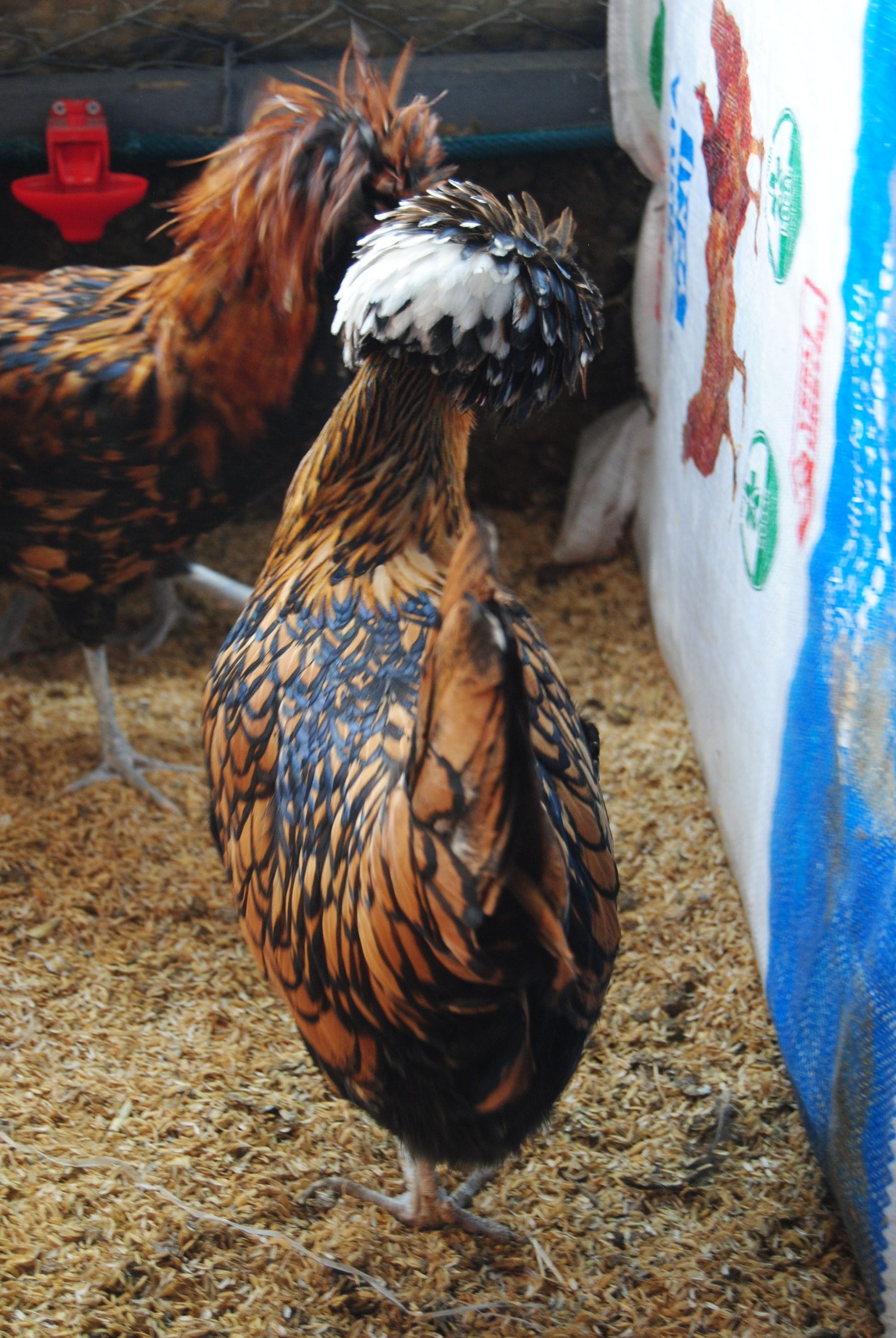 Gold Fizan Kuluçkalık Yumurta