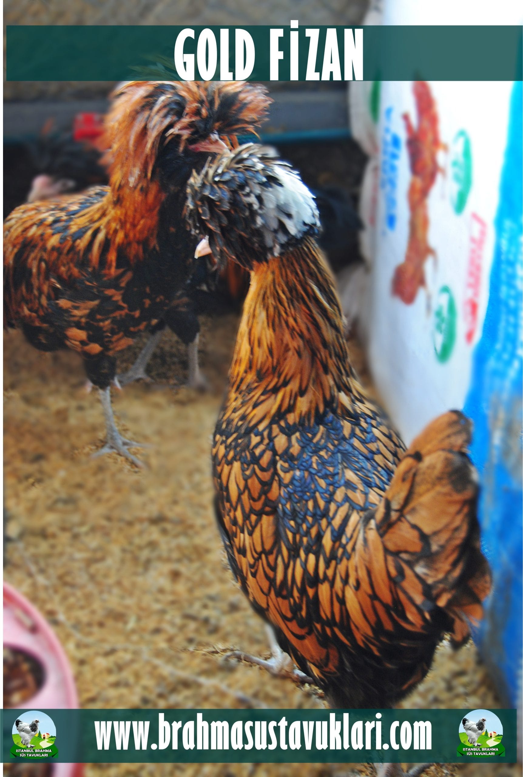 Gold Fizan Kuluçkalık Yumurta