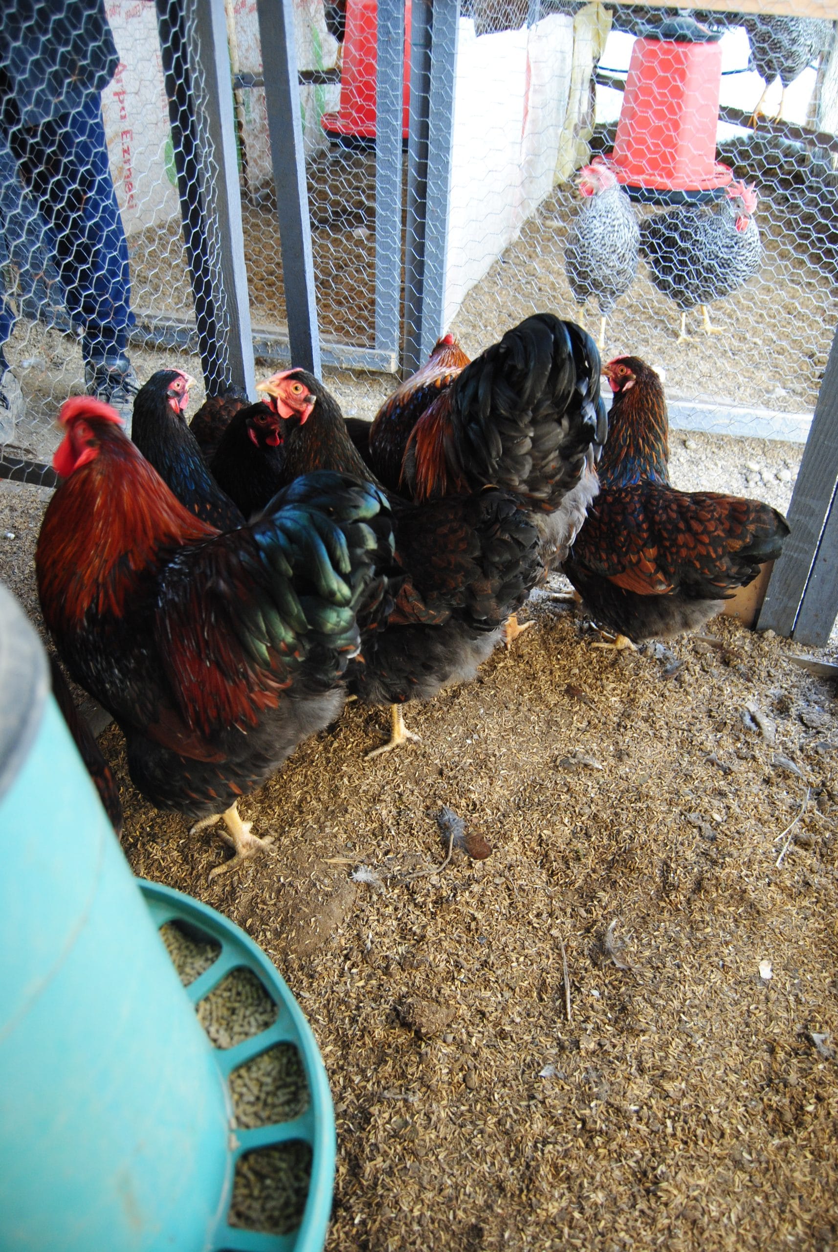 Gold Wyandotte Kuluçkalık Yumurta