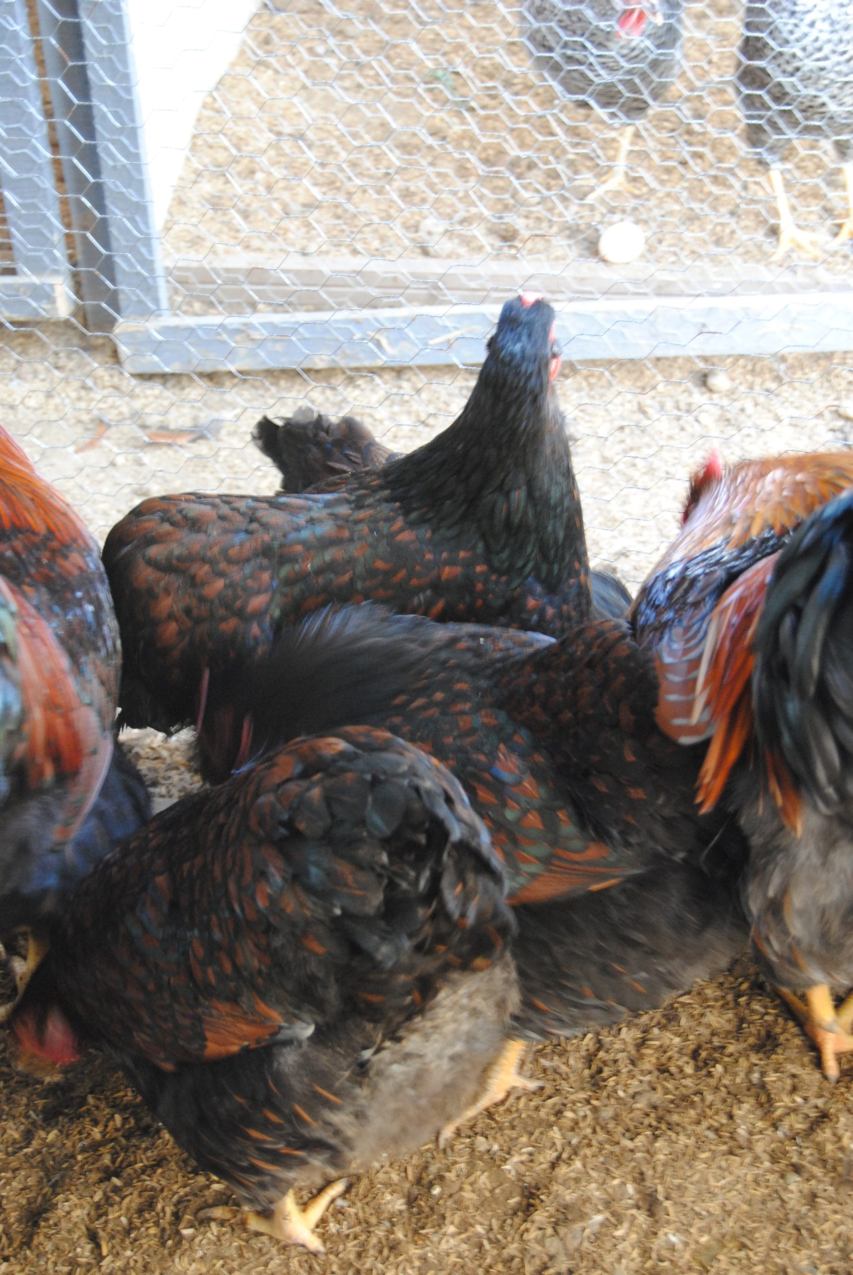 Gold Wyandotte Kuluçkalık Yumurta