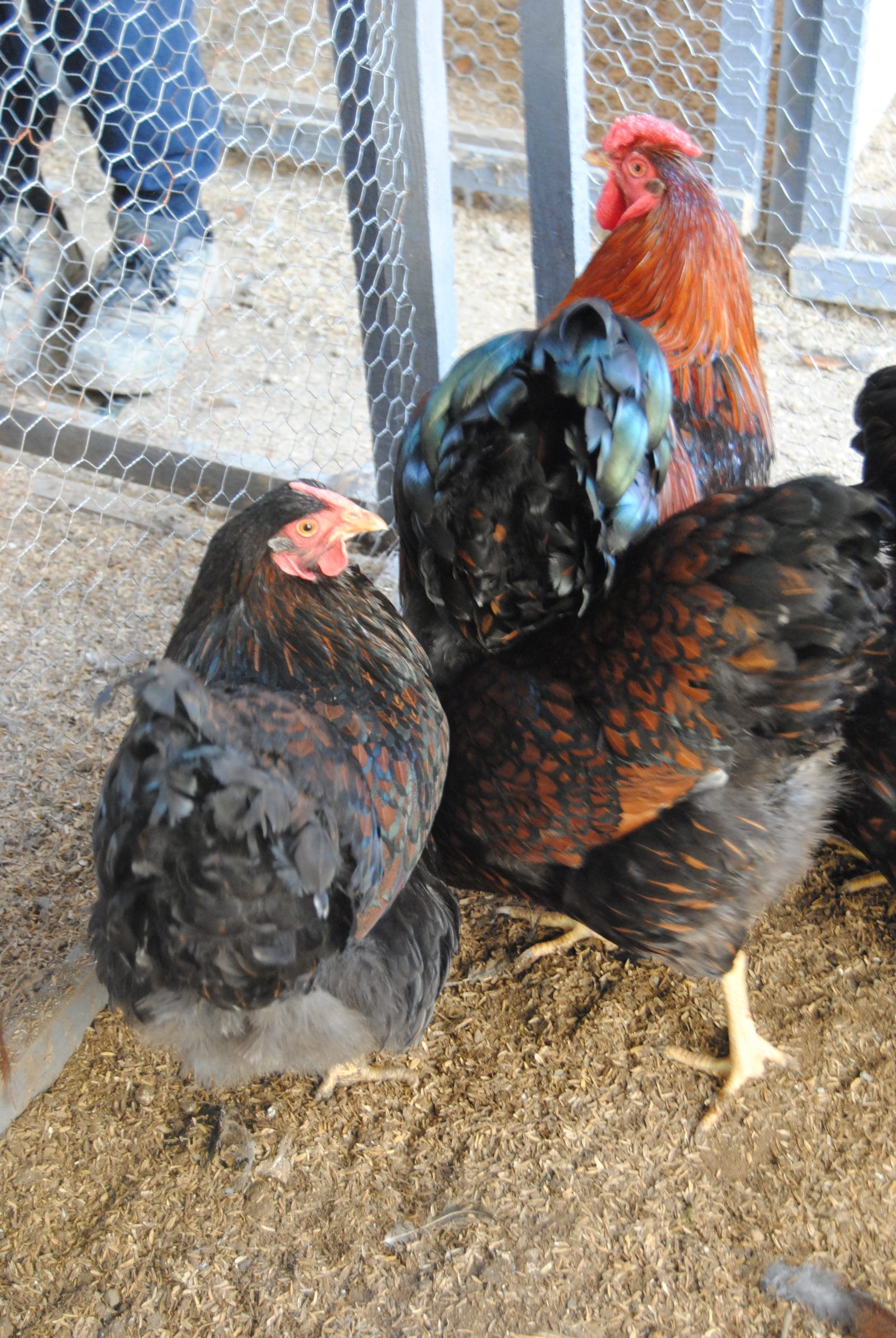 Gold Wyandotte Kuluçkalık Yumurta