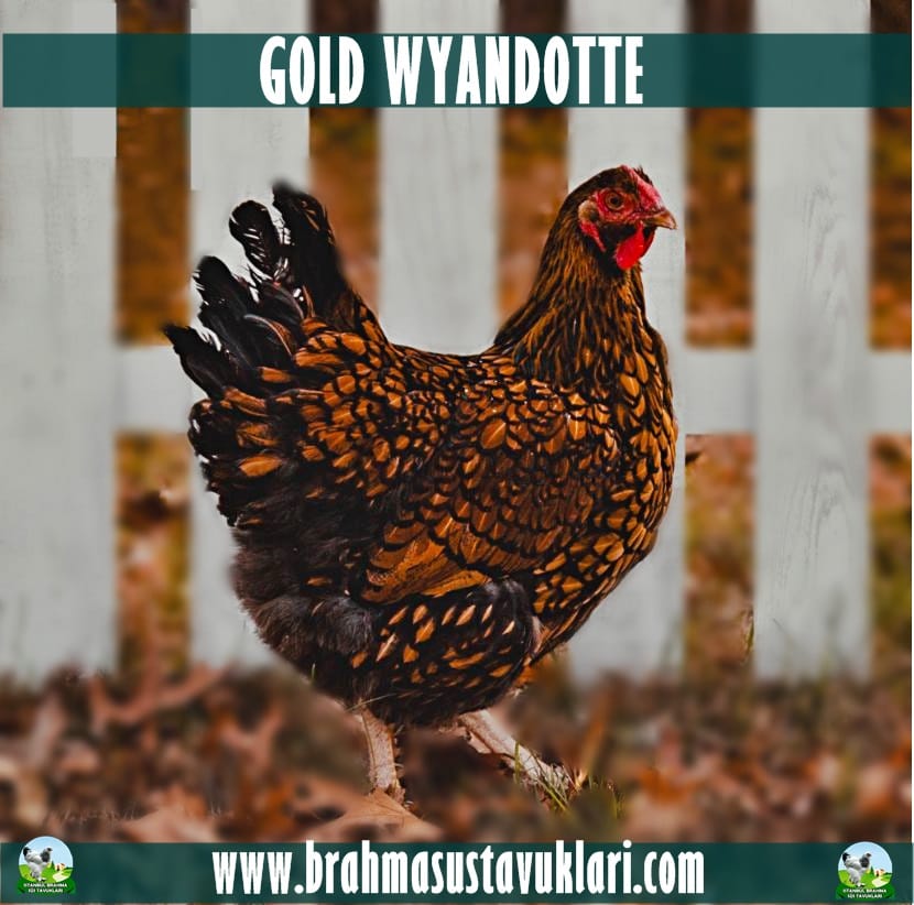 Gold Wyandotte Kuluçkalık Yumurta