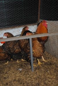 Gsg wyandotte kuluçkalık yumurta