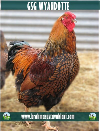 GSG WYANDOTTE Kuluçkalık Yumurta