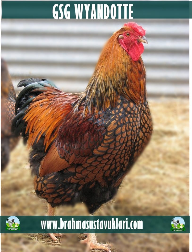 Gsg Wyandotte Kuluçkalık Yumurta