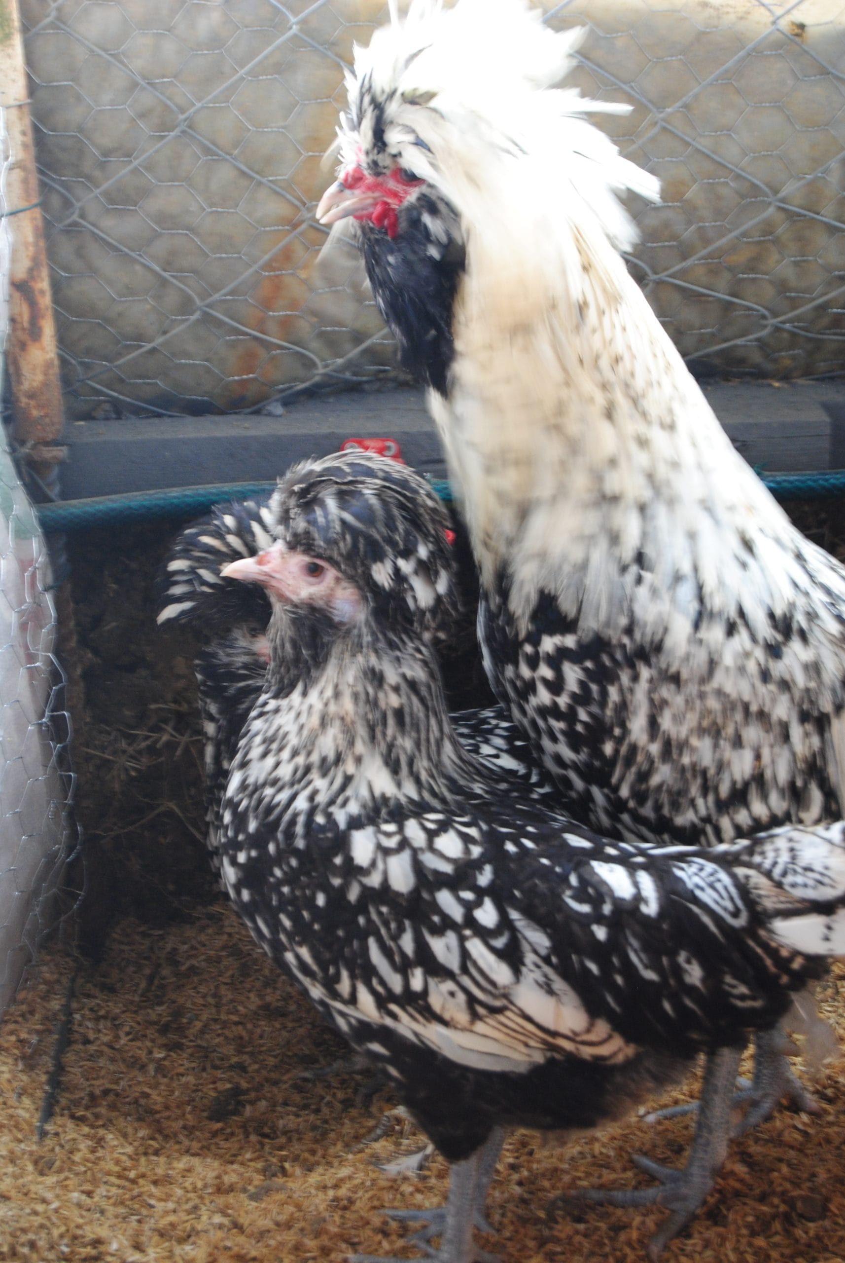 Gümüş Fizan Kuluçkalık Yumurta