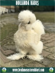 Hollanda Habeş Kuluçkalık Yumurta