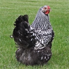 Silver Wyandotte Kuluçkalık Yumurta