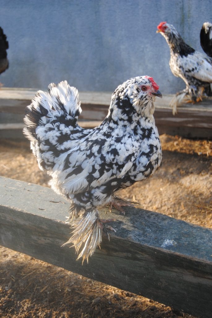 İspenç Kuluçkalık Yumurta