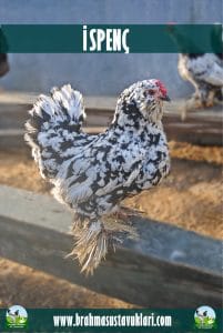 İspenç Kuluçkalık Yumurta