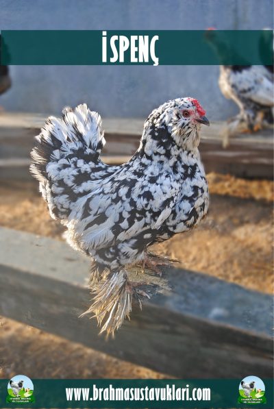 İspenç Kuluçkalık Yumurta