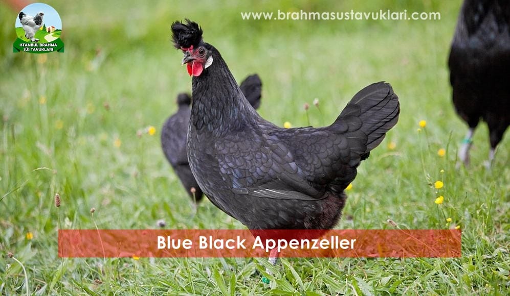 Blue Black Appenzeller Kuluçkalık Yumurta
