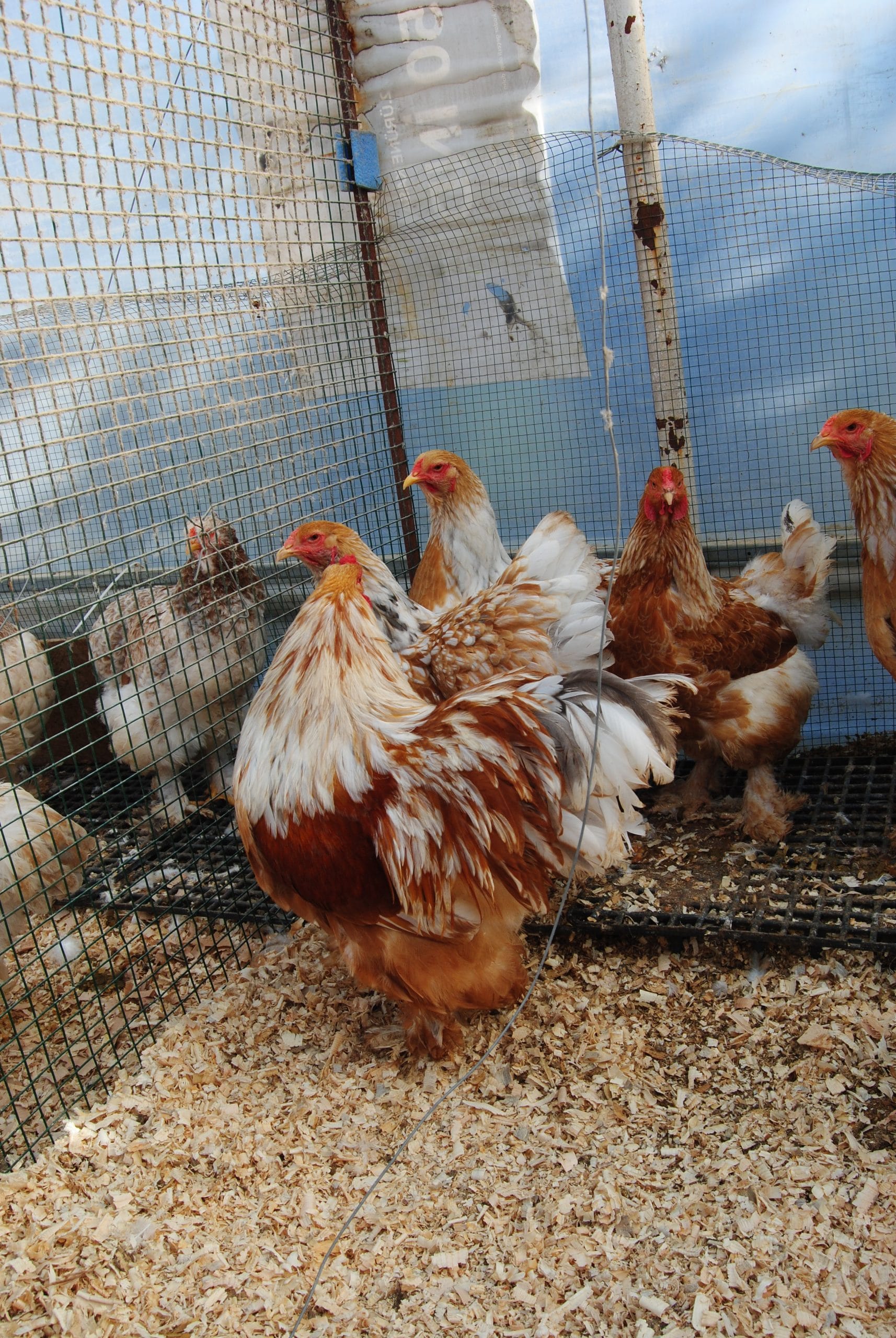 Lemon Pyle Brahma Kuluçkalık Yumurta