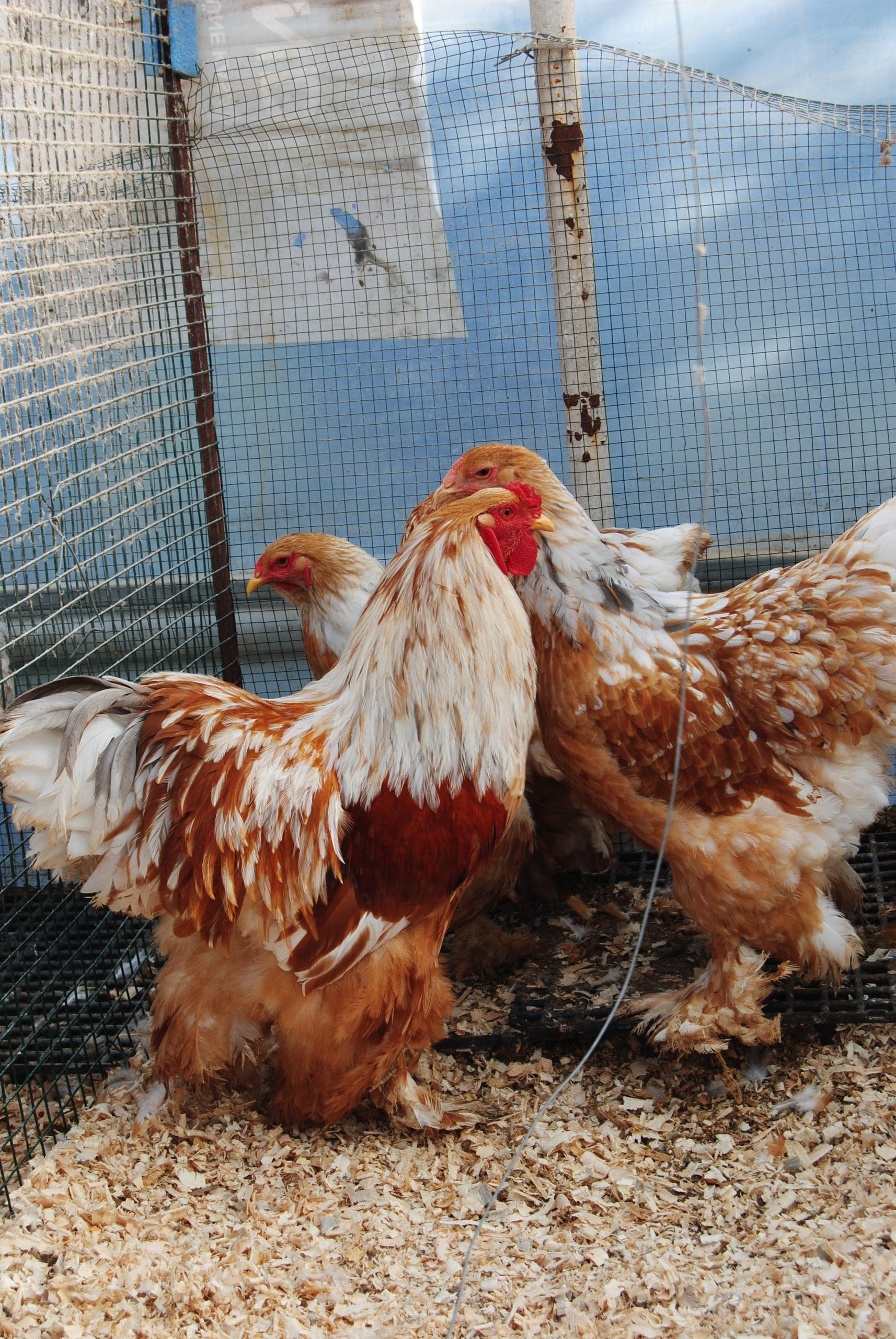 Lemon Pyle Brahma Kuluçkalık Yumurta