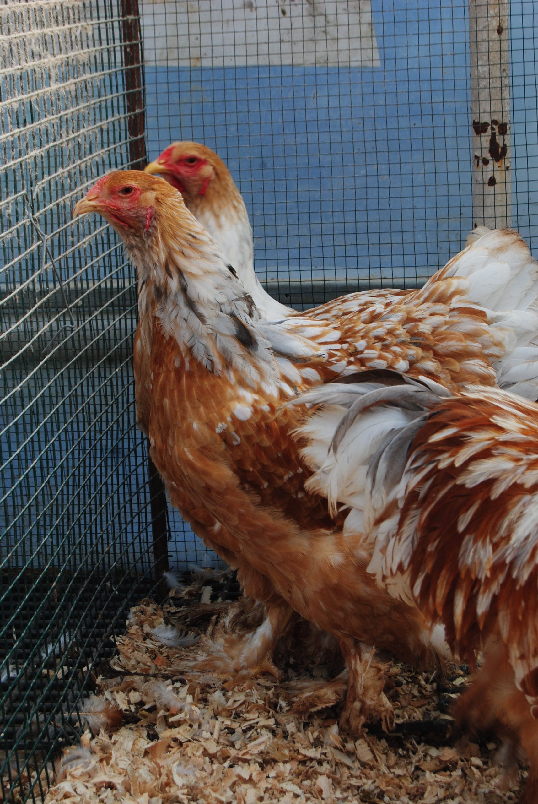 Lemon Pyle Brahma Kuluçkalık Yumurta