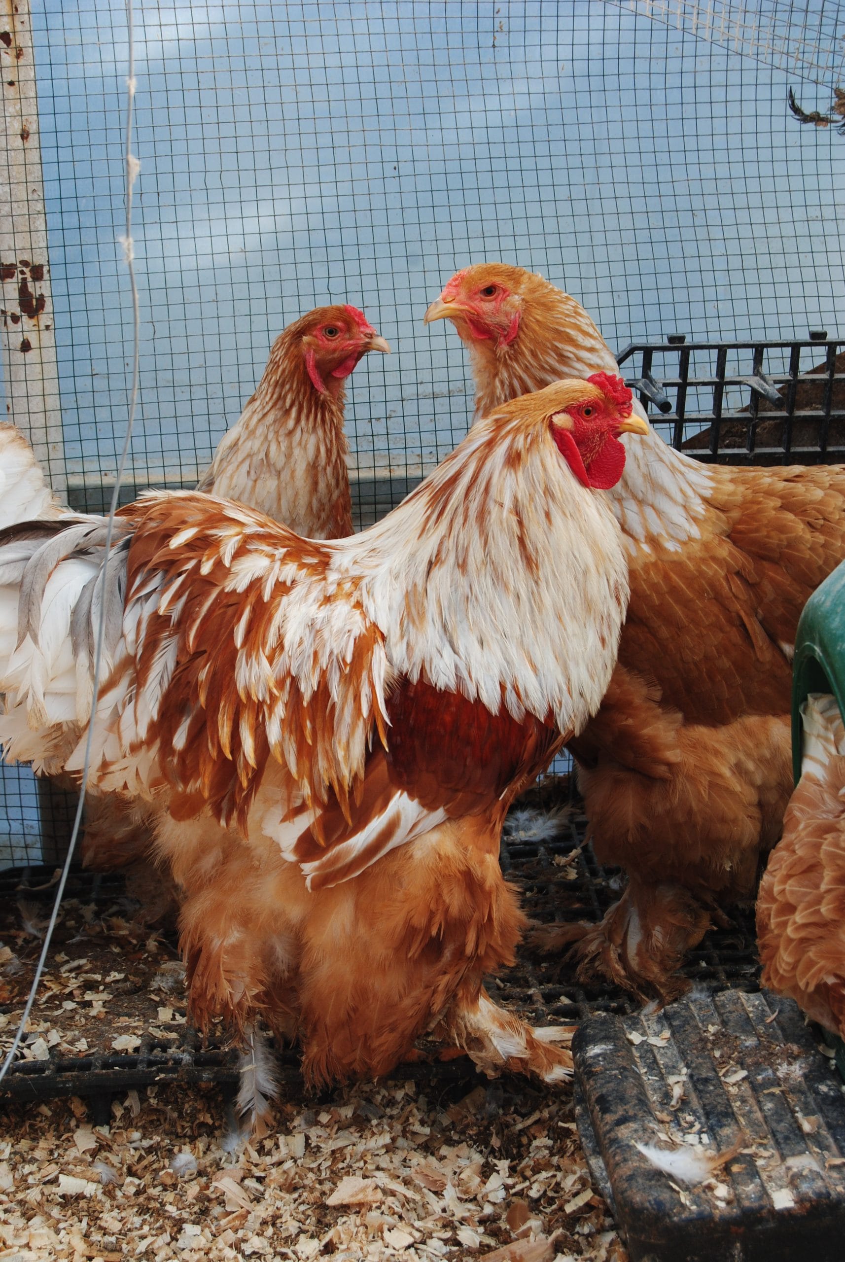 Lemon Pyle Brahma Kuluçkalık Yumurta