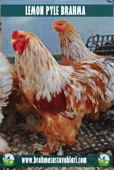 Lemon Pyle Brahma Kuluçkalık Yumurta