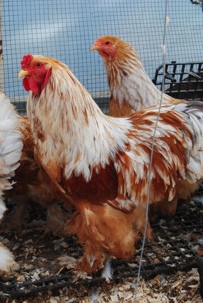 Lemon Pyle Brahma Kuluçkalık Yumurta