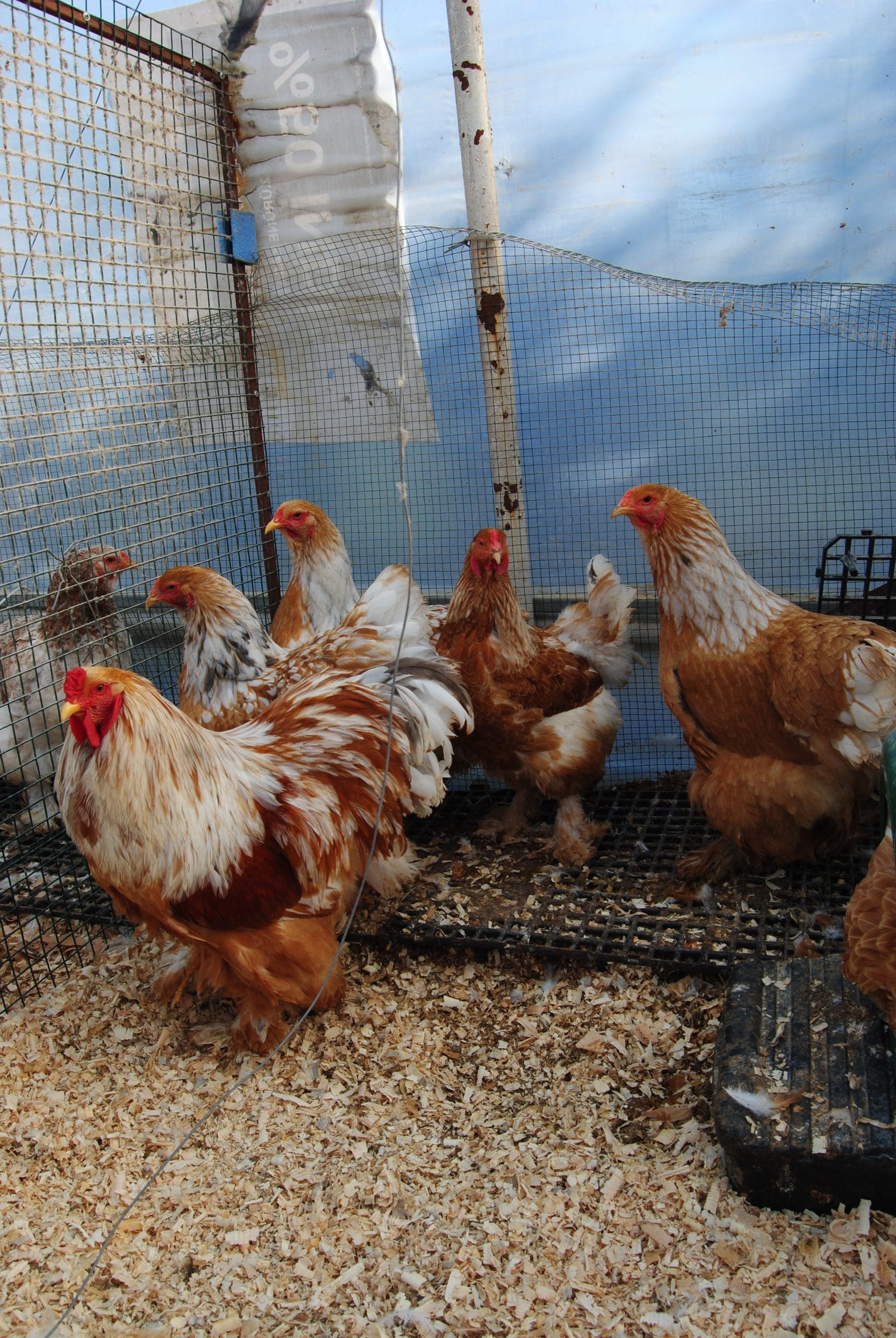 Lemon Pyle Brahma Kuluçkalık Yumurta