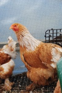 Lemon Pyle Brahma Kuluçkalık Yumurta